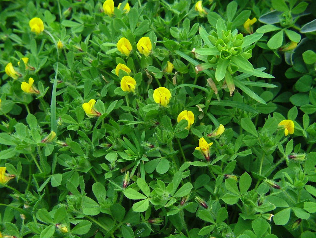 Lotus edulis / Ginestrino commestibile